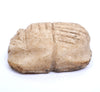 Ancient Egyptian Stone Scarab Amulet