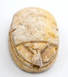 Egyptian Tan Steatite Apotropaic Scarab 