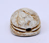 Ancient Egyptian Glazed Steatite Scarab with Lotus Elytra