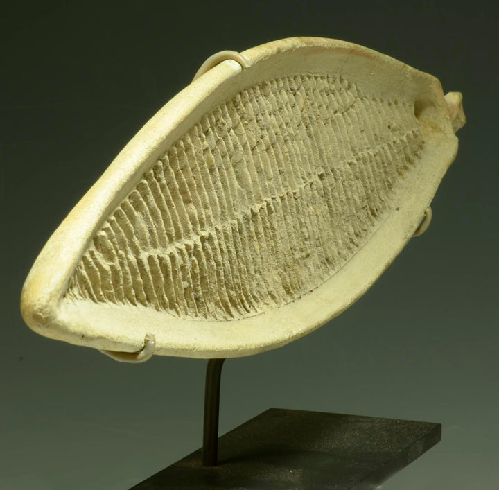 Tumaco La Tolita Ceremonial Pottery Fish-Form Grater