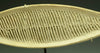 Tumaco La Tolita Ceremonial Pottery Fish-Form Grater