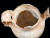 Ancient Egyptian Alabaster Twin Handled Jar (Amphoriskos) with Ibexes