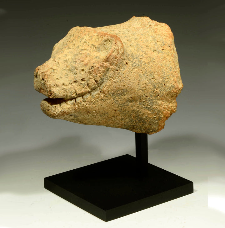 Etruscan Terracotta Boar Head Protome