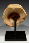 Etruscan Terracotta Boar Head Protome