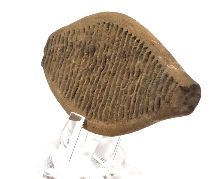 Pre Columbian Tumaco La Tolita Ceremonial Pottery Fish-Form Grater