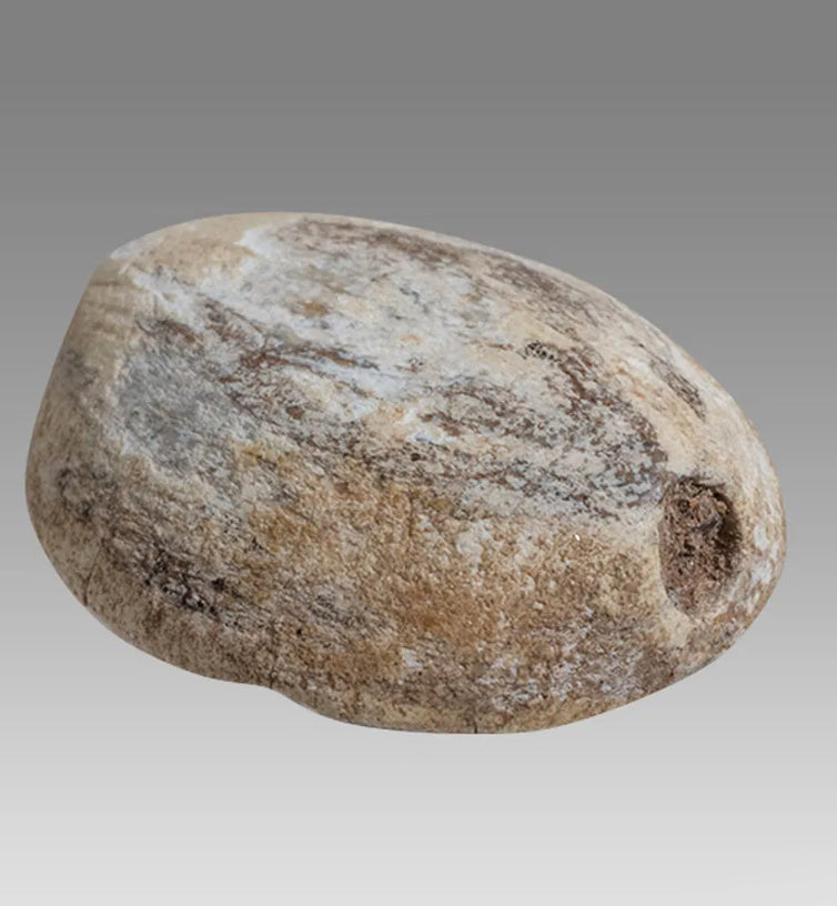 Ancient Egyptian Steatite Stone Cowrie Scarab