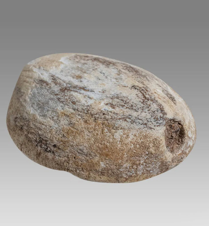 Ancient Egyptian Steatite Stone Cowrie Scarab