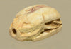 Ancient Egyptian Tan Steatite Good Luck Scarab