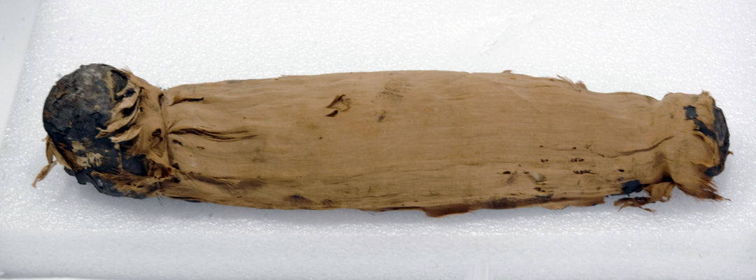 Egyptian Gilt Wood Polychrome Horus Falcon Grain Sarcophagus