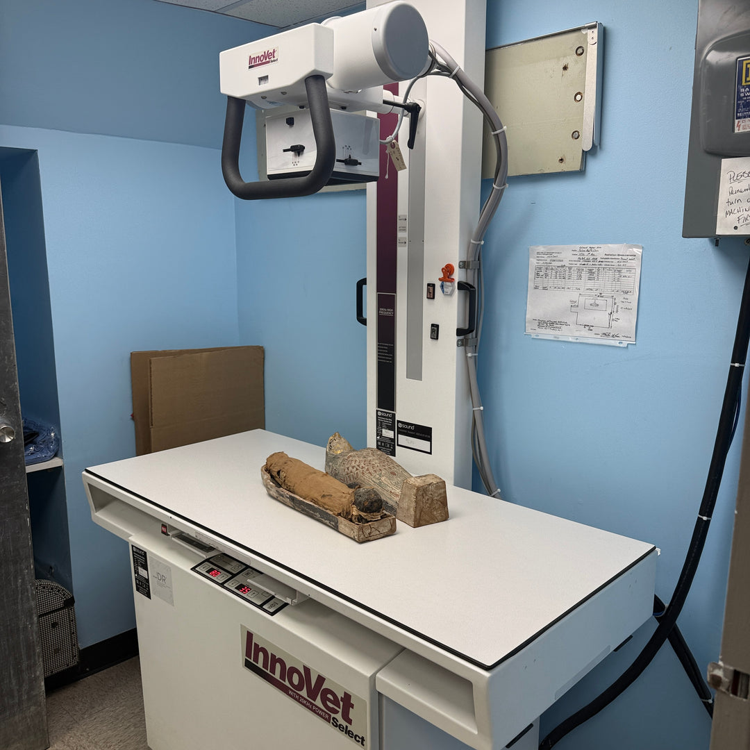 Egyptian Gilt Wood Polychrome Horus Falcon Grain Sarcophagus