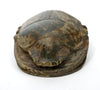 Ancient Egyptian Hard Stone Heart Scarab