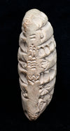 Mesopotamian Cuneiform Administrative Tablet