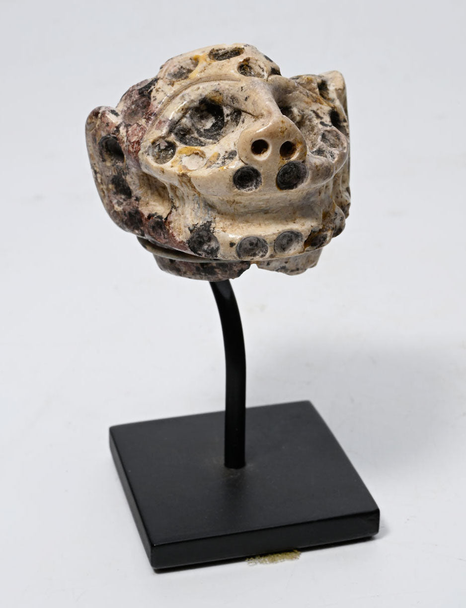 Moche Shell Feline Head Mace or Staff Finial