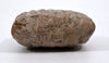 Mesopotamian Cuneiform Administrative Tablet