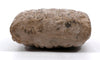 Mesopotamian Cuneiform Administrative Tablet