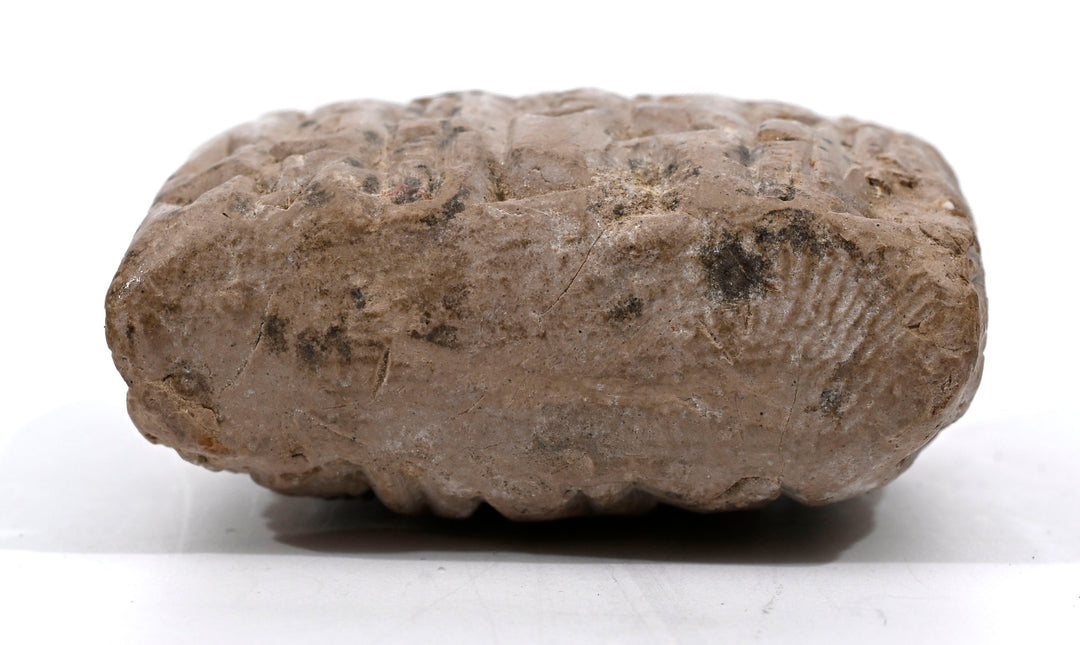Mesopotamian Cuneiform Administrative Tablet