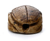Egyptian Hyksos Tan Steatite Design Class Scarab