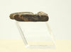 Egyptian Steatite Divine Ibis Amulet
